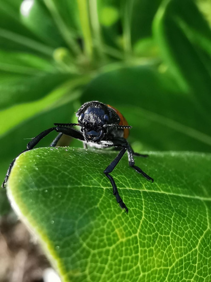Arbres florits, camps verds i bon temps...ja és aquí la primavera!