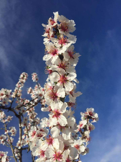 Margarita Donaire Martinez