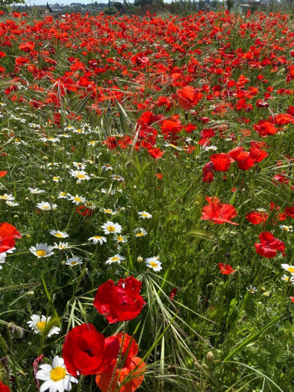 Arbres florits, camps verds i bon temps...ja és aquí la primavera!