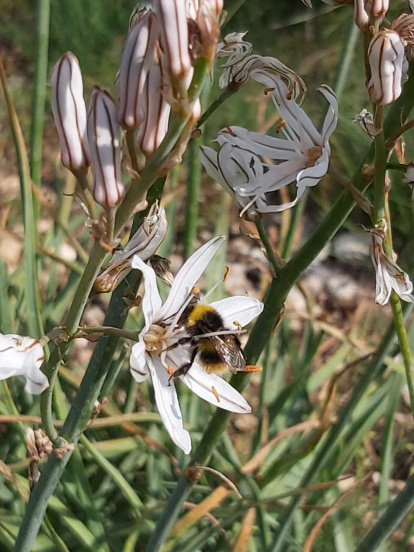 Arbres florits, camps verds i bon temps...ja és aquí la primavera!