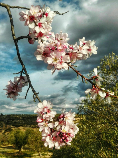 Arbres florits, camps verds i bon temps...ja és aquí a primavera!