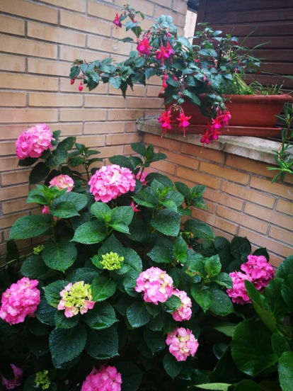 Arbres florits, camps verds i bon temps...ja és aquí la primavera!