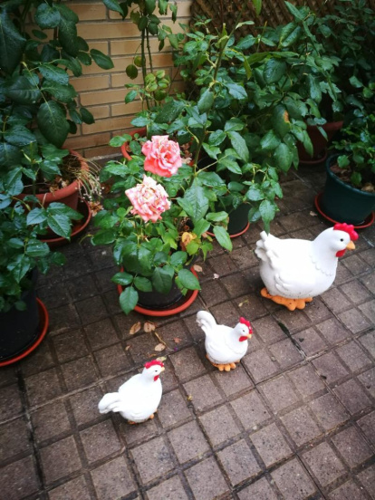 Arbres florits, camps verds i bon temps...ja és aquí la primavera!