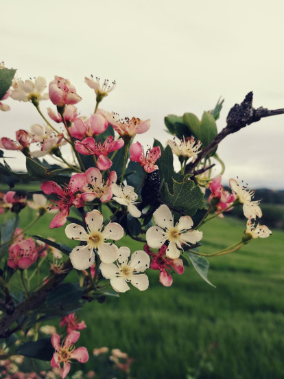 Arbres florits, camps verds i bon temps...ja és aquí a primavera!