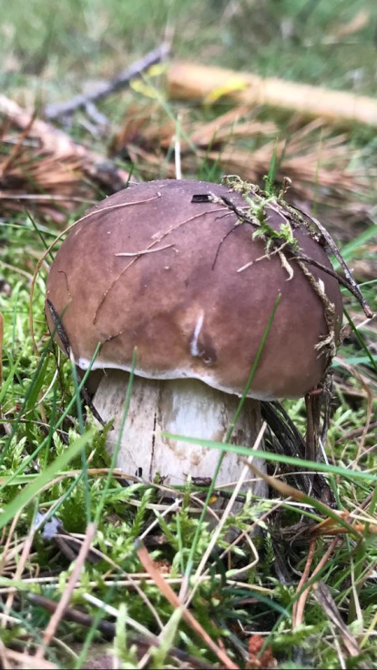 Rovellons, ceps, fredolics,...envia'ns fotos de la teva sortida al bosc.