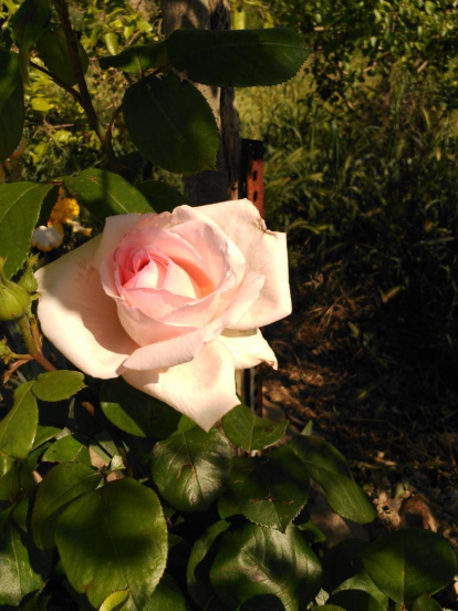 Arbres florits, camps verds i bon temps...ja és aquí a primavera!