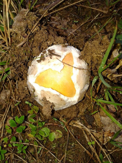 Rovellons, ceps, fredolics,...envia'ns fotos de la teva sortida al bosc.
