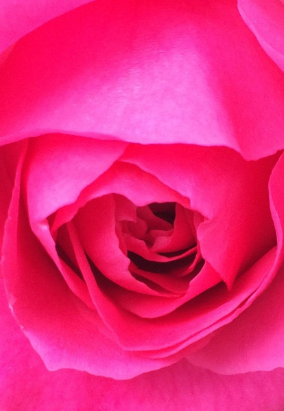 Arbres florits, camps verds i bon temps...ja és aquí a primavera!