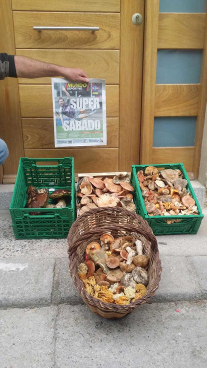 Rovellons, ceps, fredolics,...envia'ns fotos de la teva sortida al bosc.