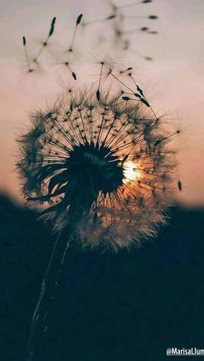 Arbres florits, camps verds i bon temps...ja és aquí a primavera!