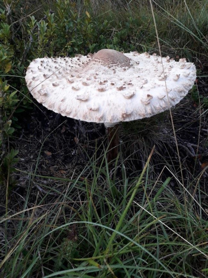 Rovellons, ceps, fredolics,...envia'ns fotos de la teva sortida al bosc.