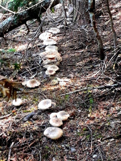 Rovellons, ceps, fredolics,...envia'ns fotos de la teva sortida al bosc.