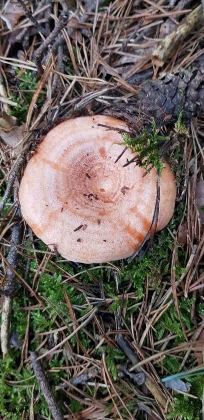 Rovellons, ceps, fredolics,...envia'ns fotos de la teva sortida al bosc.