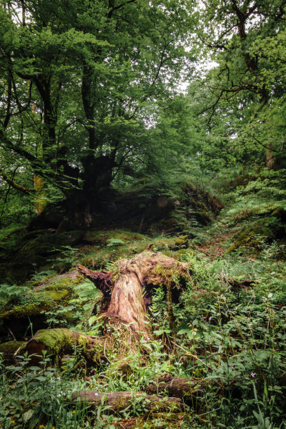 Arbres florits, camps verds i bon temps...ja és aquí a primavera!