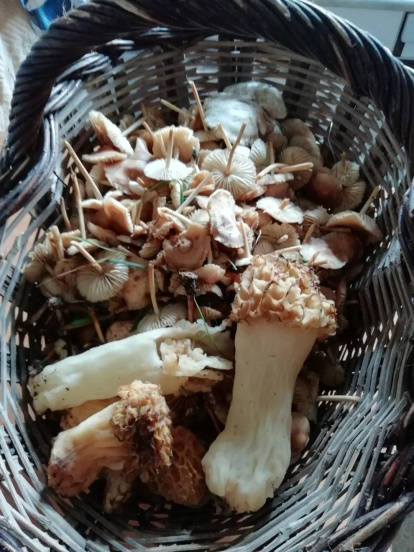 Arbres florits, camps verds i bon temps...ja és aquí a primavera!