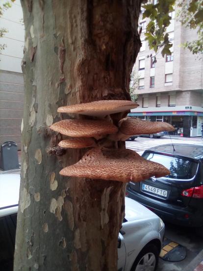 Rovellons, ceps, fredolics,...envia'ns fotos de la teva sortida al bosc.