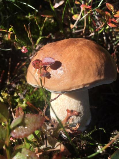 Rovellons, ceps, fredolics,...envia'ns fotos de la teva sortida al bosc.