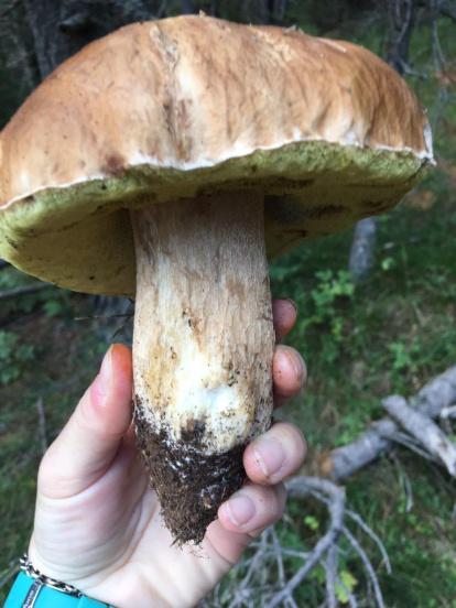 Rovellons, ceps, fredolics,...envia'ns fotos de la teva sortida al bosc.