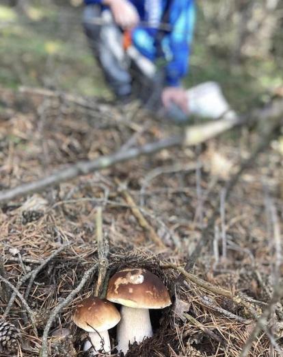 Rovellons, ceps, fredolics,...envia'ns fotos de la teva sortida al bosc.