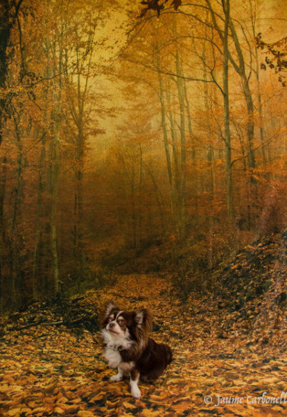 Les fulles cauen, arriba la boira i comença a fer fred.