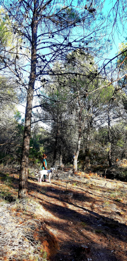 Les fulles cauen, arriba la boira i comença a fer fred.