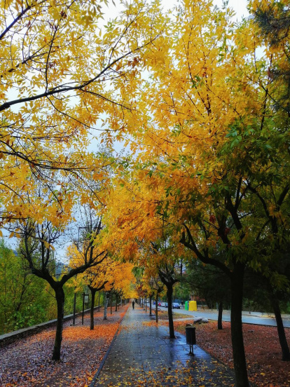 Les fulles cauen, arriba la boira i comença a fer fred.