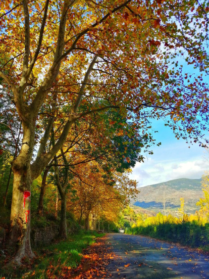 Les fulles cauen, arriba la boira i comença a fer fred.