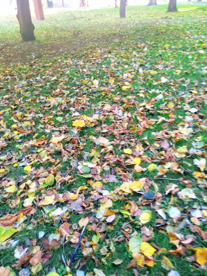 Les fulles cauen, arriba la boira i comença a fer fred.