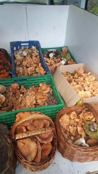 Rovellons, ceps, fredolics,...envia'ns fotos de la teva sortida al bosc.