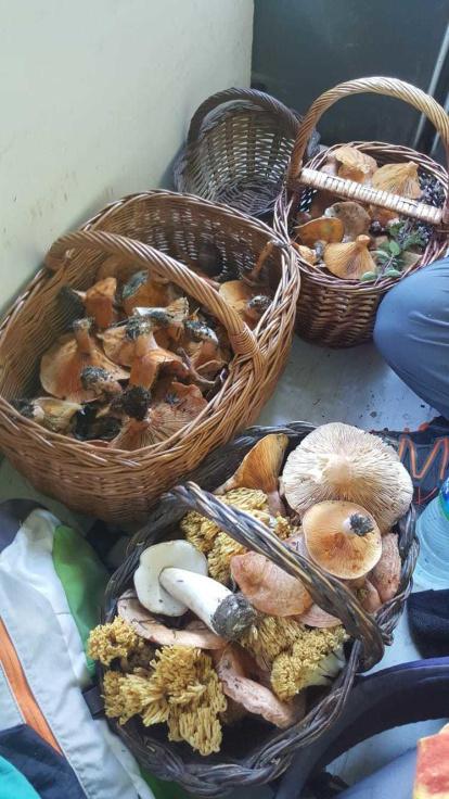 Rovellons, ceps, fredolics,...envia'ns fotos de la teva sortida al bosc.