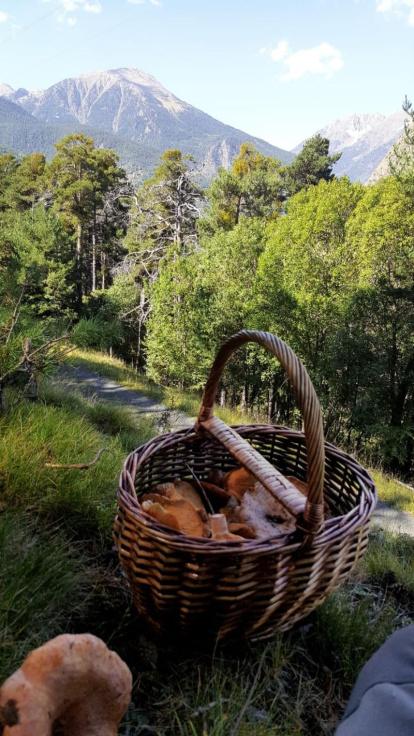 Rovellons, ceps, fredolics,...envia'ns fotos de la teva sortida al bosc.