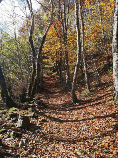Les fulles cauen, arriba la boira i comença a fer fred.