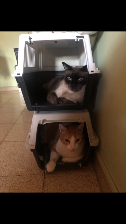 Gossos, gats, canaris, conills,...presenta'ns a la teva mascota!