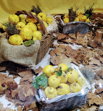 Les fulles cauen, arriba la boira i comença a fer fred.