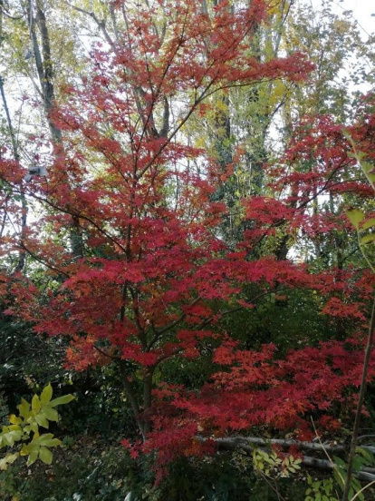 Les fulles cauen, arriba la boira i comença a fer fred.