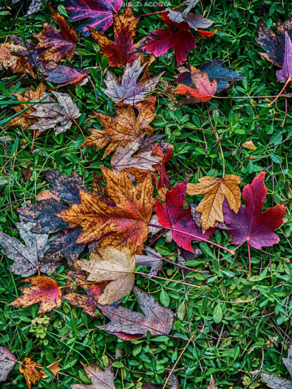 Francisco Acosta Andrés