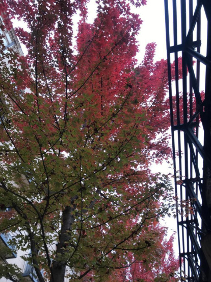 Les fulles cauen, arriba la boira i comença a fer fred.