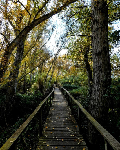 Les fulles cauen, arriba la boira i comença a fer fred.