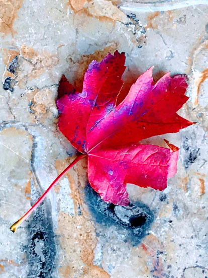 Les fulles cauen, arriba la boira i comença a fer fred.