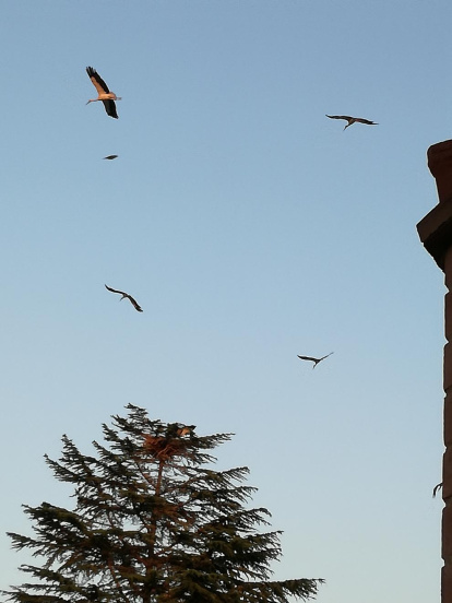 Elisabet Martín Pont