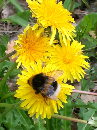 El pom d'una porta, una abella en una flor, una mà,...