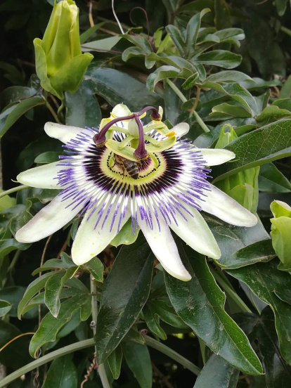 El pom d'una porta, una abella en una flor, una mà,...