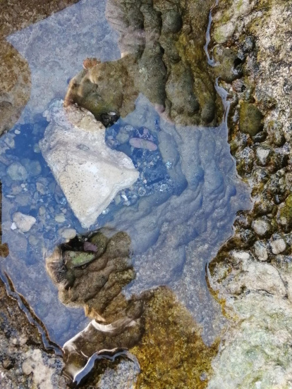 Sara Lladonosa i Boira