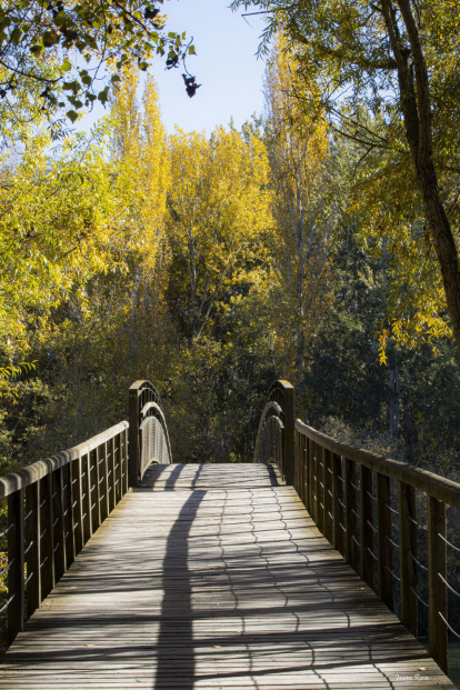 La boira, les fulles que cauen, els seus fruits... la tardor és una estació molt fotogènica.