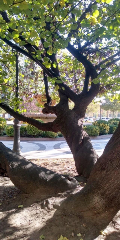 La boira, les fulles que cauen, els seus fruits... la tardor és una estació molt fotogènica.