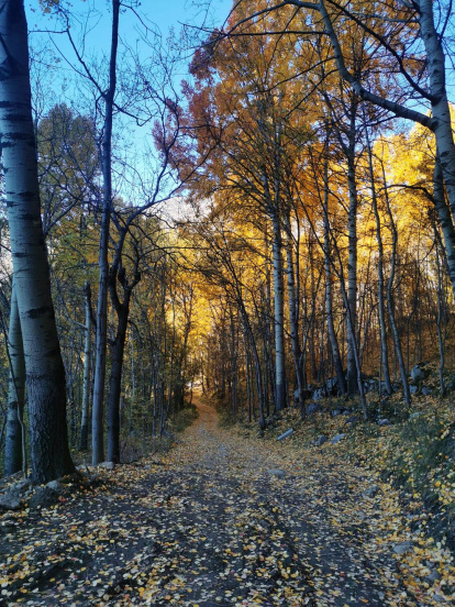 La boira, les fulles que cauen, els seus fruits... la tardor és una estació molt fotogènica.