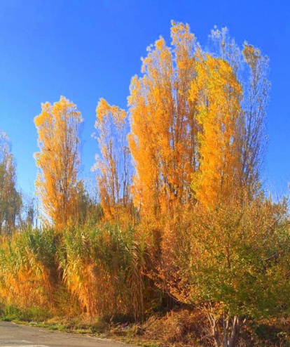 La boira, les fulles que cauen, els seus fruits... la tardor és una estació molt fotogènica.