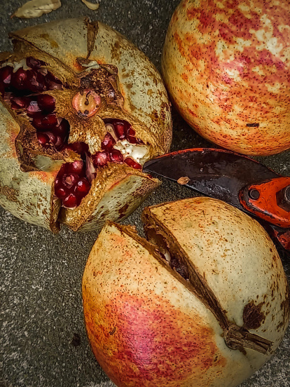 La boira, les fulles que cauen, els seus fruits... la tardor és una estació molt fotogènica.