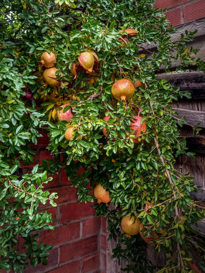 La boira, les fulles que cauen, els seus fruits... la tardor és una estació molt fotogènica.
