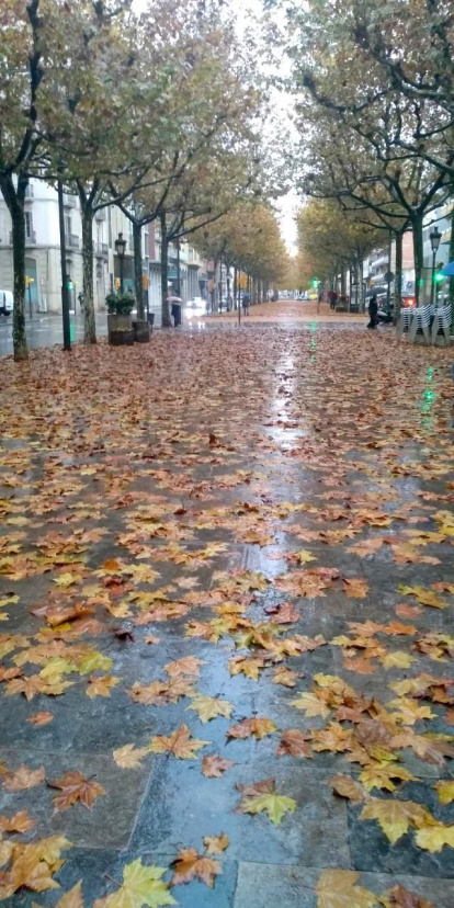 La boira, les fulles que cauen, els seus fruits... la tardor és una estació molt fotogènica.